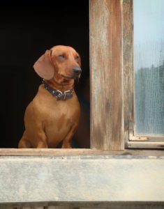 A dog by a door