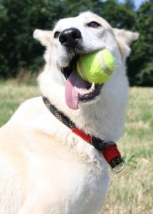 Dog with a ball