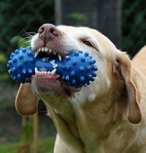 A dog with a toy