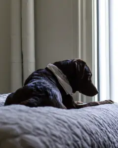 A dog on a bed