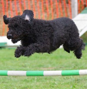 A dog jumping