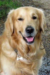 Golden retriever