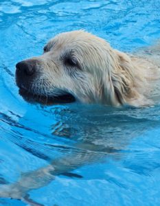 A dog in a pool