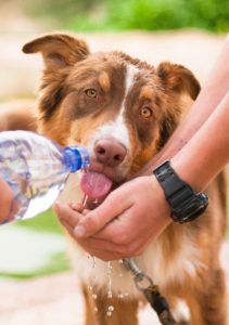 Dog drinking water