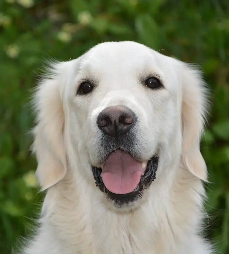 5 Best Shampoo Choices for Golden Retrievers (2019) - Keep Them Clean