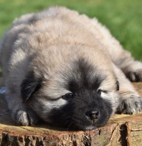 A dog lying down