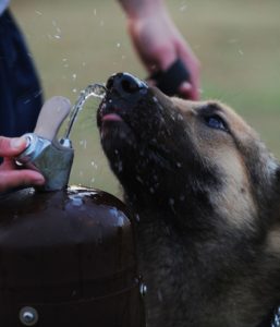 A dog drinking water