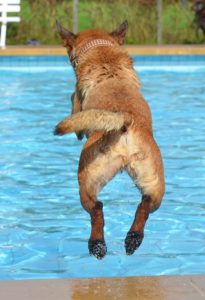 A dog jumping