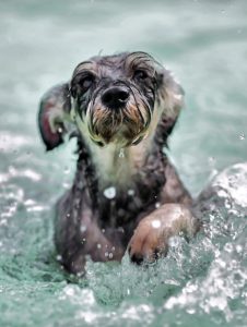 A dog swimming
