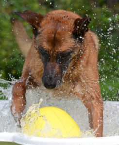 A dog in a pool