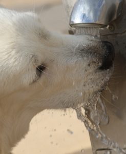 A dog drinking water