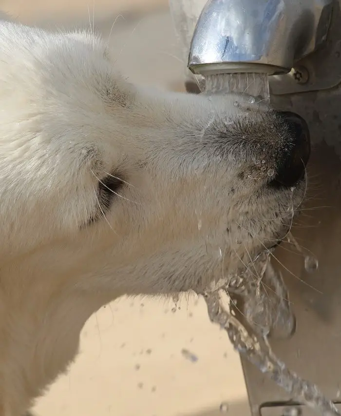 dog automatic water dispenser funny