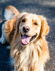 Golden retriever