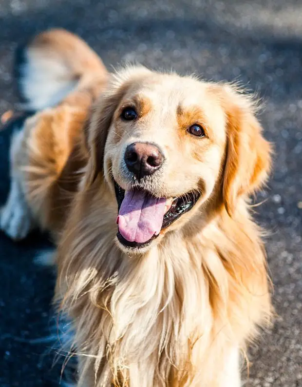 5 Best Shampoo Choices for Golden Retrievers (2019) - Keep Them Clean