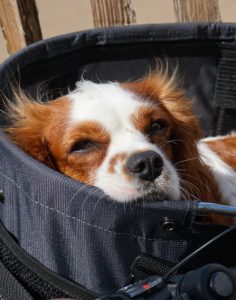 Dog in a trailer