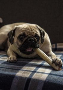 Pug eating a treat