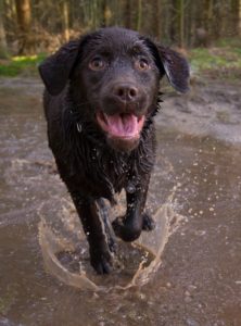 A dog in water