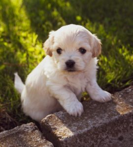 A puppy on grass
