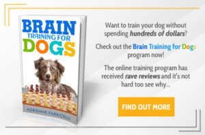 Brain Training for Dogs