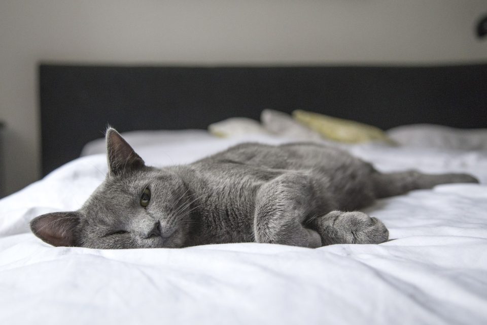 A cat on a bed
