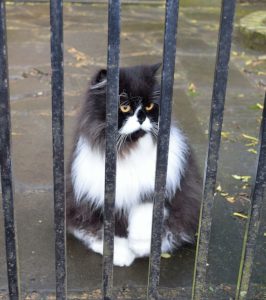 Cat behind a gate