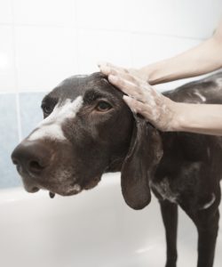 A Dog having a shower