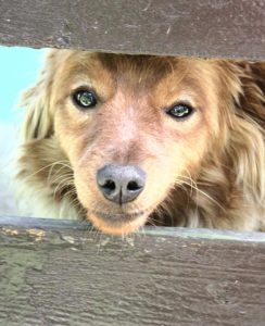 A dog behind a gate