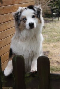 A dog dog behind Gate