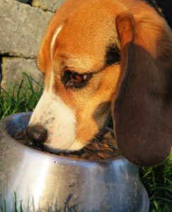 Dog eating out of a bowl