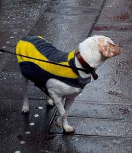Dog in a coat