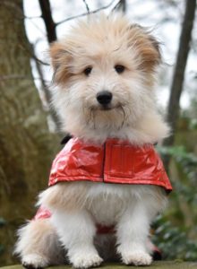 A dog in a coat