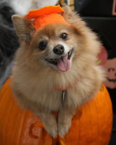 A dog in a costume