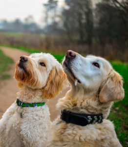 Dogs waiting for a treat