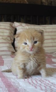 A kitten on a bed