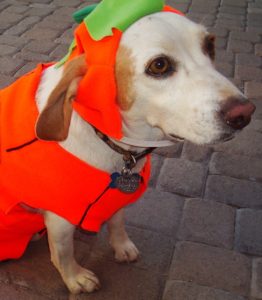 A dog in a costume