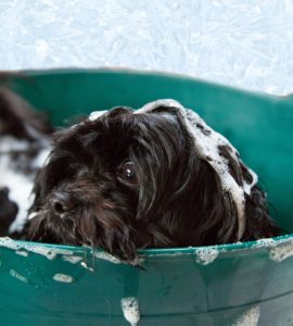 A dog being cleaned