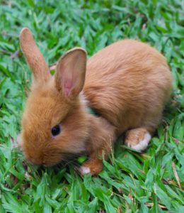 A bunny rabbit