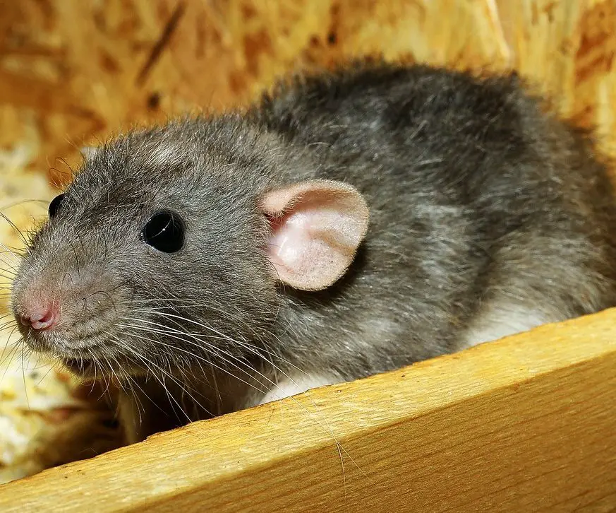 261 Pet Rat Names! - Male, Female, Cute, Funny & Famous Rat Names...