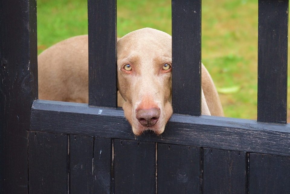 A dog behind Gate