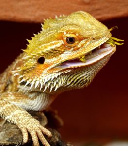 Bearded dragon