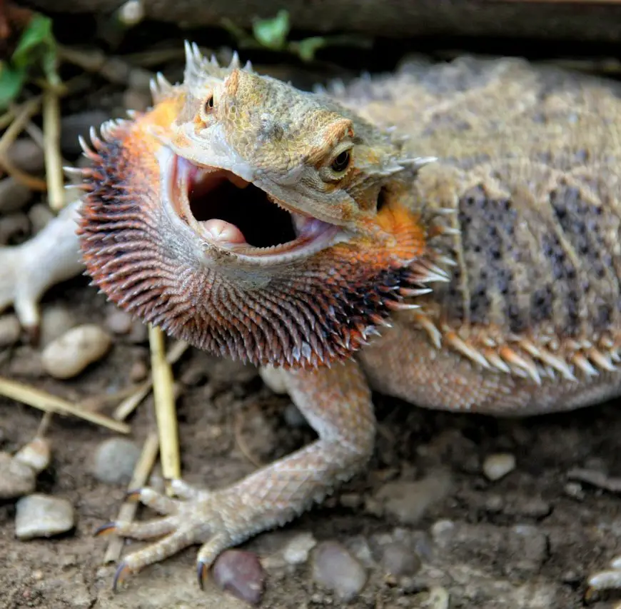 Best Bearded Dragon Enclosures Terrarium, Vivarium, Tank or Cage?