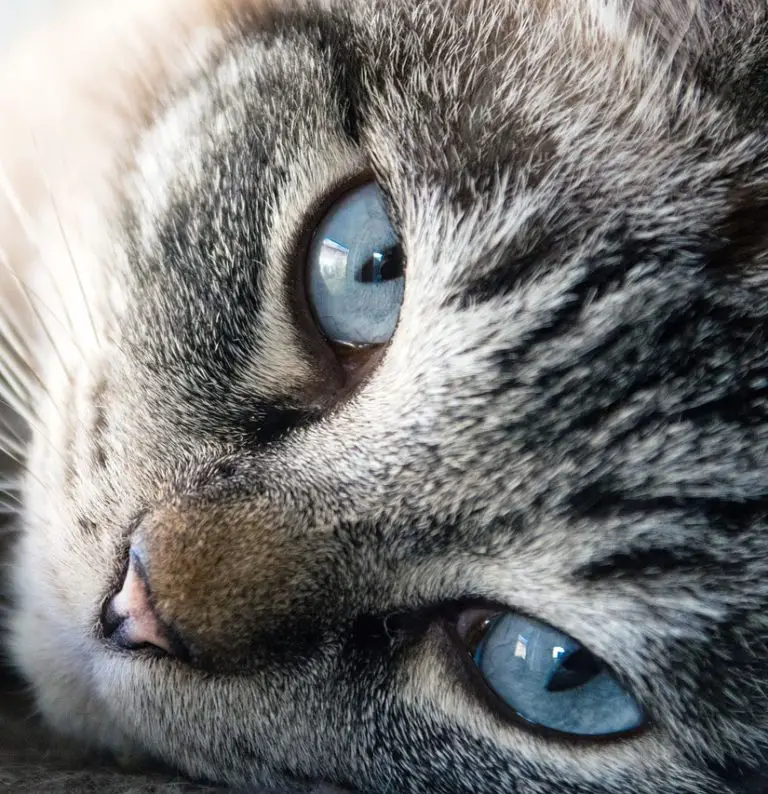 Top 10 Best Indoor Cat Litters for Effective Odor Control (2020)