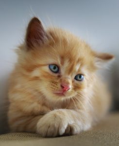 A kitten