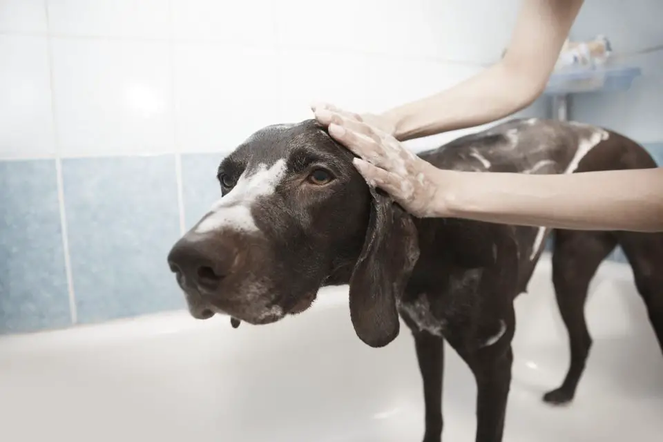 A dog in a bath