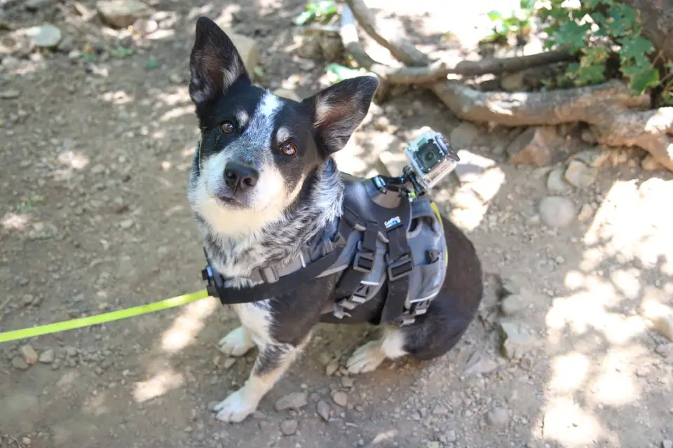 A dog in a harness