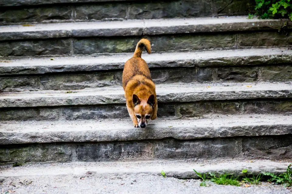 A dog on the stairs