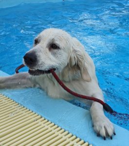 A dog swimming