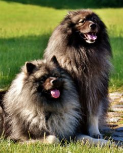 Two long haired dogs