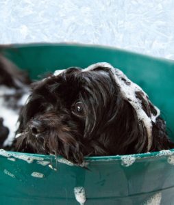 A dog being bathed