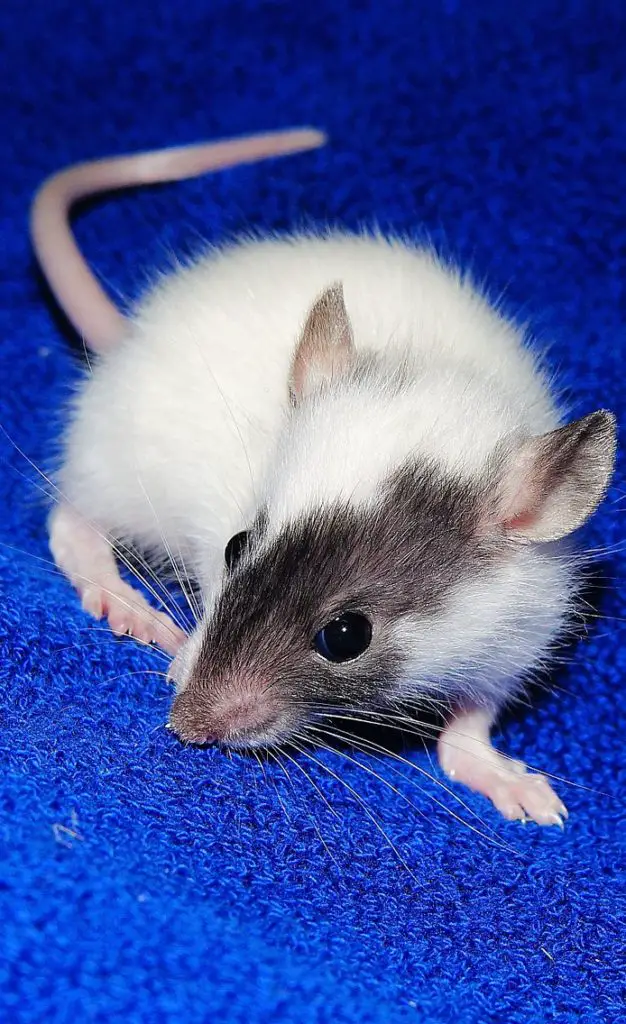 Different Types of Pet Rat Breeds! - Which One is For You? (2019)